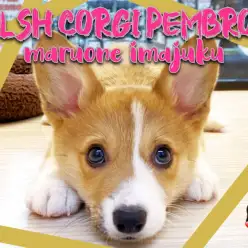 【 コーギー 】生後3ヶ月を迎えた独特な寝方が癖になる超おっとりな短足の女の子！