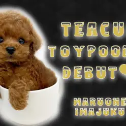 【 トイ・プードル 】生後58日体重416g！濃厚レッドのティーカッププードル！