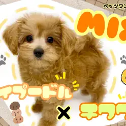 【MIX】トイプードルの魅力とチワワの魅力を併せ持ったスペシャルドッグ
