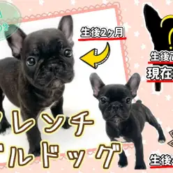 【 フレンチブルドッグ 】鼻ぺちゃだけど美形！愛されフレブルちゃんのその後に注目