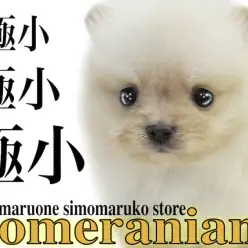 【 ポメラニアン 】手乗り写真もあるよ！生後2ヶ月で体重365g、極小の元気娘！