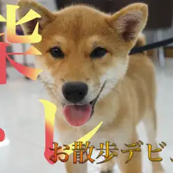 【柴トレ】柴犬に大事なお散歩＆社交性トレーニングデビュー！！
