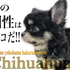 【 チワワ 】個性を求める方必見！他には無いオリジナル要素を持った被毛がポイント
