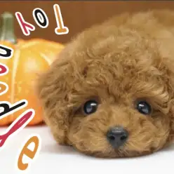 【 トイプードル 】絶大な人気を誇るトイプードル!爆毛レッドのタイニーサイズ!