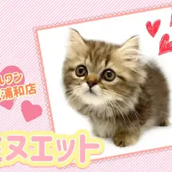 【 ミヌエット 】超美形！愛らしすぎる癒し系ミヌエット！