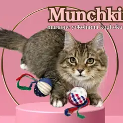 【 マンチカン 】短足マンチカン5ヶ月の今がオススメ！