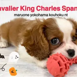 【 キャバリア 】発色がスペシャル綺麗なブレンハイムの女の子