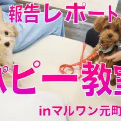 【 子犬の勉強 】10/2元町店にて開催したパピー教室報告レポート!