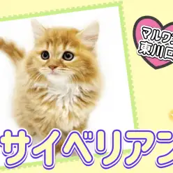 【 サイベリアン 】人気を集める大型猫！存在感抜群のサイベアンくんが登場