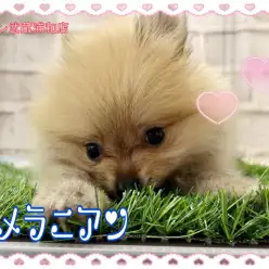 【 ポメラニアン 】王道オレンジカラー！愛嬌抜群の男の子！！