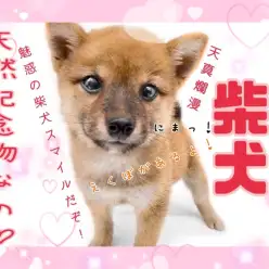 【 柴犬 】えくぼが可愛い柴犬スマイル！天真爛漫ニコニコガール！