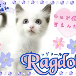 【 ラグドール 】暮らしにときめきを！キュン必至の甘えん坊な美猫くん