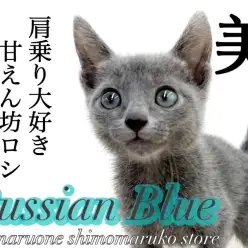 【 ロシアンブルー 】飼いやすさ抜群の穏やかで超甘えん坊な肩乗りニャンコ