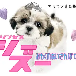 【 シーズー 】鼻ぺちゃ界のプリンセス!愛嬌抜群のぽってりボディ!