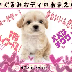 【 MIX 】のんびりマイペース!ぬいぐるみボディの甘えんぼ!