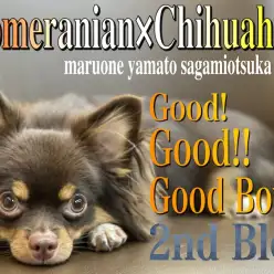 【 MIX 】しつけも手入れもお任せあれ！初心者の方も間違いなく安心のお利口さん