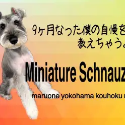 【 ミニチュアシュナウザー 】9ヶ月のシュナ君の自慢の3つ