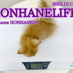 【 ホンハネ流 】体重は健康のバロメーター！毎日チェックは欠かせない！