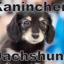 【カニンヘンダックス 】クラッシックスタイルが素敵な女の子がやってきた！