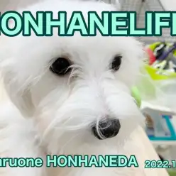 【 ホンハネルーティン 】ハロウィンお構いなし！今日も元気に体重測定の巻！