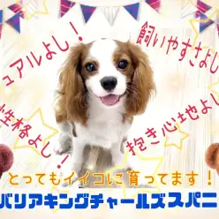 【 キャバリア 】ビジュアル良し！飼いやすさ良し！寄り添わんこに成長中！