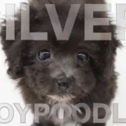 【 トイプードル 】希少シルバー！小さめサイズの女の子がやってきた！