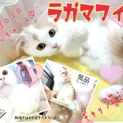 【 ラガマフィン 】気品あふれる王子様に変身！にゃんこ界のテディベア！