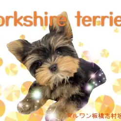 【 ヨークシャーテリア 】驚異の小ささ！体重480gのリトルプリンセスヨーキー