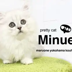 【 ミヌエット 】超短足！シルバーカラーの癒し系女子