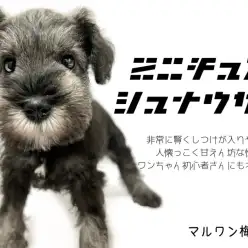 【 ミニチュア・シュナウザー 】抜群の人懐っこさで人々を魅了します！！