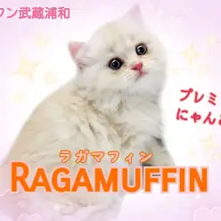 【 ラガマフィン 】永遠のベビーフェイス！抱っこ好きなプレミアムにゃんこ降臨