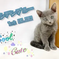 【 ロシアンブルー 】まさにトップモデル!超絶美人の小柄ロシアンブルーちゃん