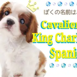 【 キャバリア 】初心者さんも安心な性格の持ち主!アイドル級の癒し系わんこ