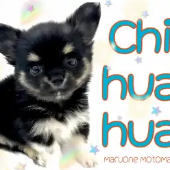 【 チワワ 】生後62日560gの小さめサイズ！人気ブラタンカラー❤︎