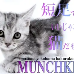 【 マンチカン 】わずか4cmの短足！超懐っこくて一緒に遊びたい方必見！
