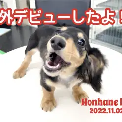 【 トレーニング 】初めてお部屋のお外に出てみたよ！ダックスちゃんの巻