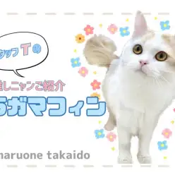 【 ラガマフィン 】スタッフTメロメロの推しにゃんこをご紹介します！