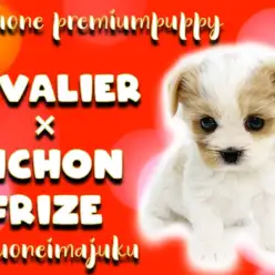 【 MIX犬 】奇跡のブレナムスポットを持つキャバリアとビションフリーゼのMIX