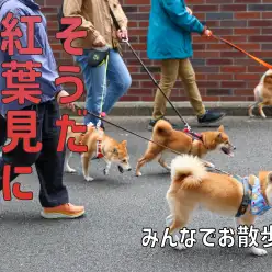 【 オフ会 】ワンコのオフ会しながらゴミ拾いできれいな街作り！