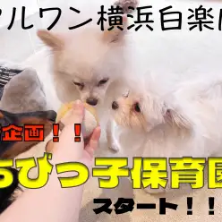 【 ちびっ子保育園 】白楽店限定企画！ちびっ子達で社交性を身につけよう！