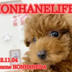 【 ホンハネアイドル 】王道アイドル系プードル！可愛すぎるお顔に急接近！