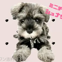 【 ミニチュアシュナウザー 】天真爛漫なベビーフェイスの女の子！