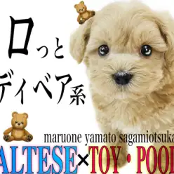 【 MIX 】まさにテディベア！ドワーフ体型が可愛いぬいぐるみ系マルプー！