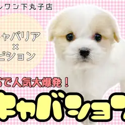 【 MIX 】日本中で大人気でSNSでもバズっているスター！キャバション登場！