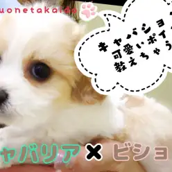 【 MIX 】キャバションちゃんのおりこうポイントご紹介！