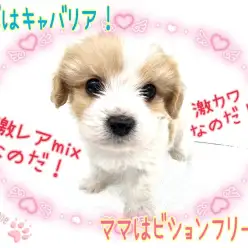 【 MIX 】激レアMIX!激カワわんこ!キャバション見参!