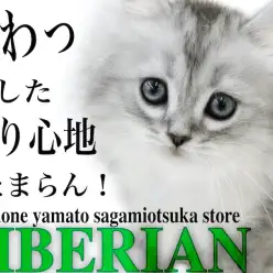 【 サイベリアン 】犬のような懐っこさ!遊び好きで柔らかな触り心地がたまらない!