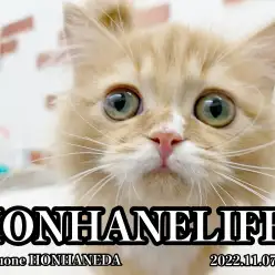 【 ホンハネライフ 】困り顔が可愛すぎる爆毛短足にゃんこに大注目！