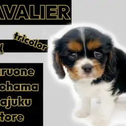 【 キャバリア 】目ヂカラ最強のトライカラー!イケメン貴公子が聖地に降臨!