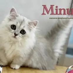 【 ミヌエット 】短足のペルシャ？いいえ、ミヌエットです